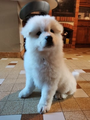 Les chiots de Samoyède