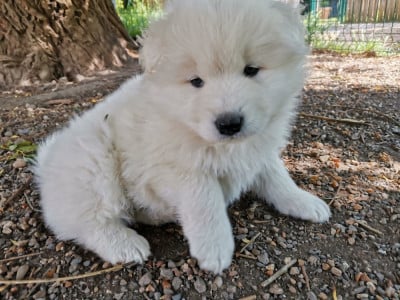 Les chiots de Samoyède