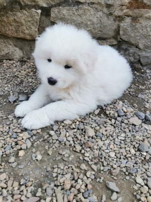 Les chiots de Samoyède