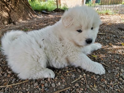 Les chiots de Samoyède