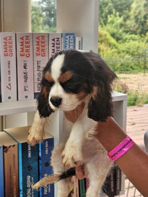 Bradley cooper - Cavalier King Charles Spaniel