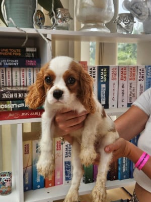 BELMONDO - Cavalier King Charles Spaniel