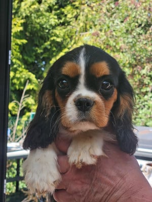 Barbie - Cavalier King Charles Spaniel