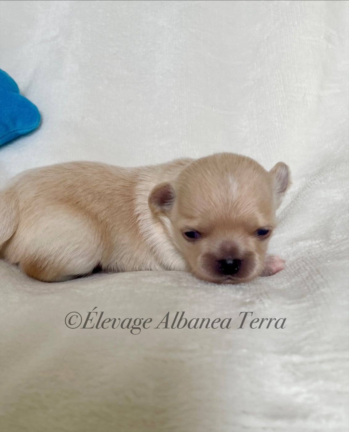 Chihuahua - Albanea Terra