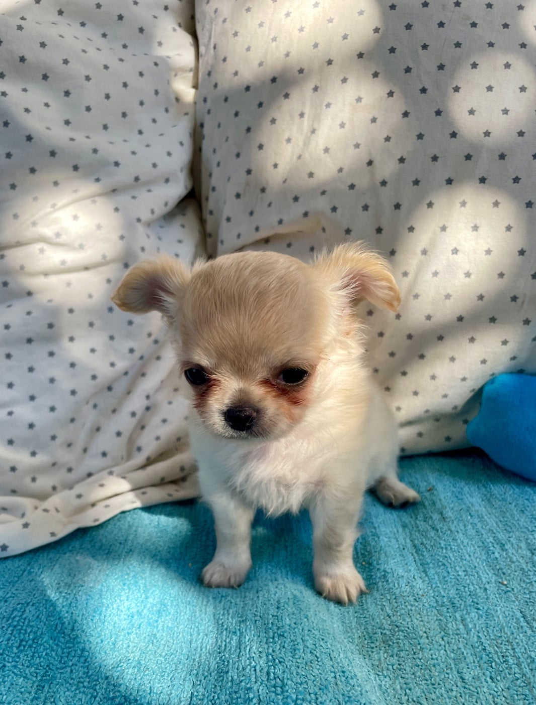 Chihuahua - Albanea Terra