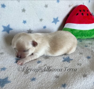 Les chiots de Chihuahua