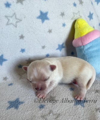 Les chiots de Chihuahua