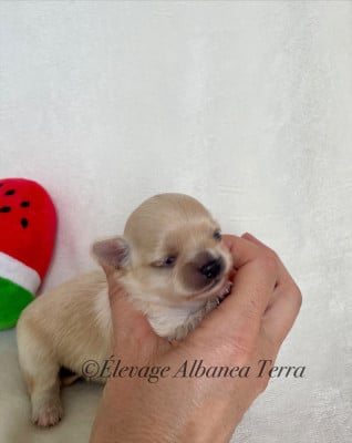 Les chiots de Chihuahua