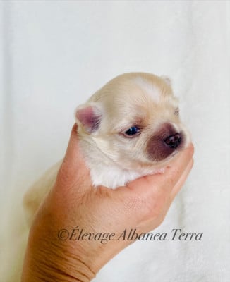 Les chiots de Chihuahua