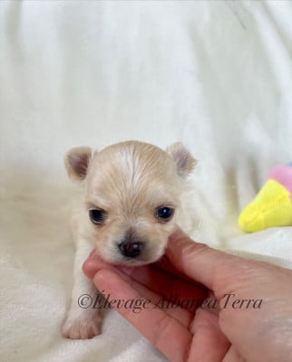 Les chiots de Chihuahua