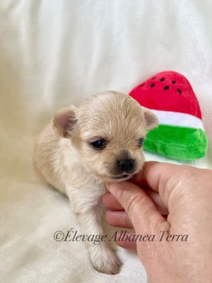 Les chiots de Chihuahua