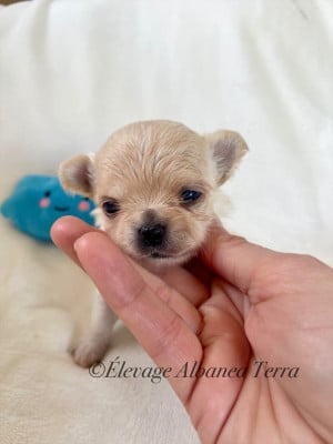 Les chiots de Chihuahua