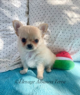 Les chiots de Chihuahua