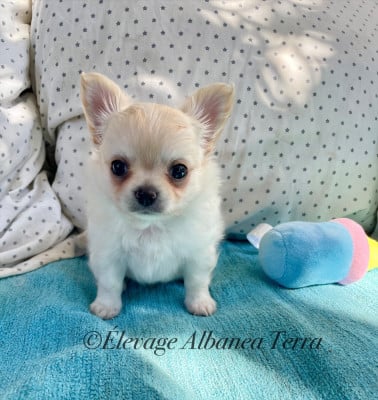 Les chiots de Chihuahua