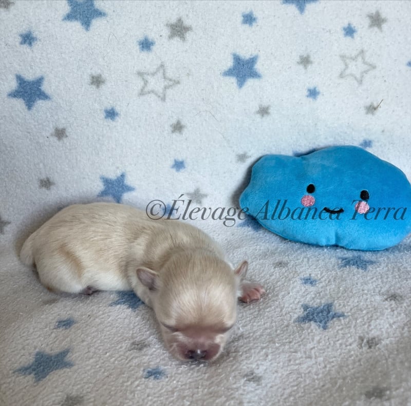 Chihuahua - Albanea Terra
