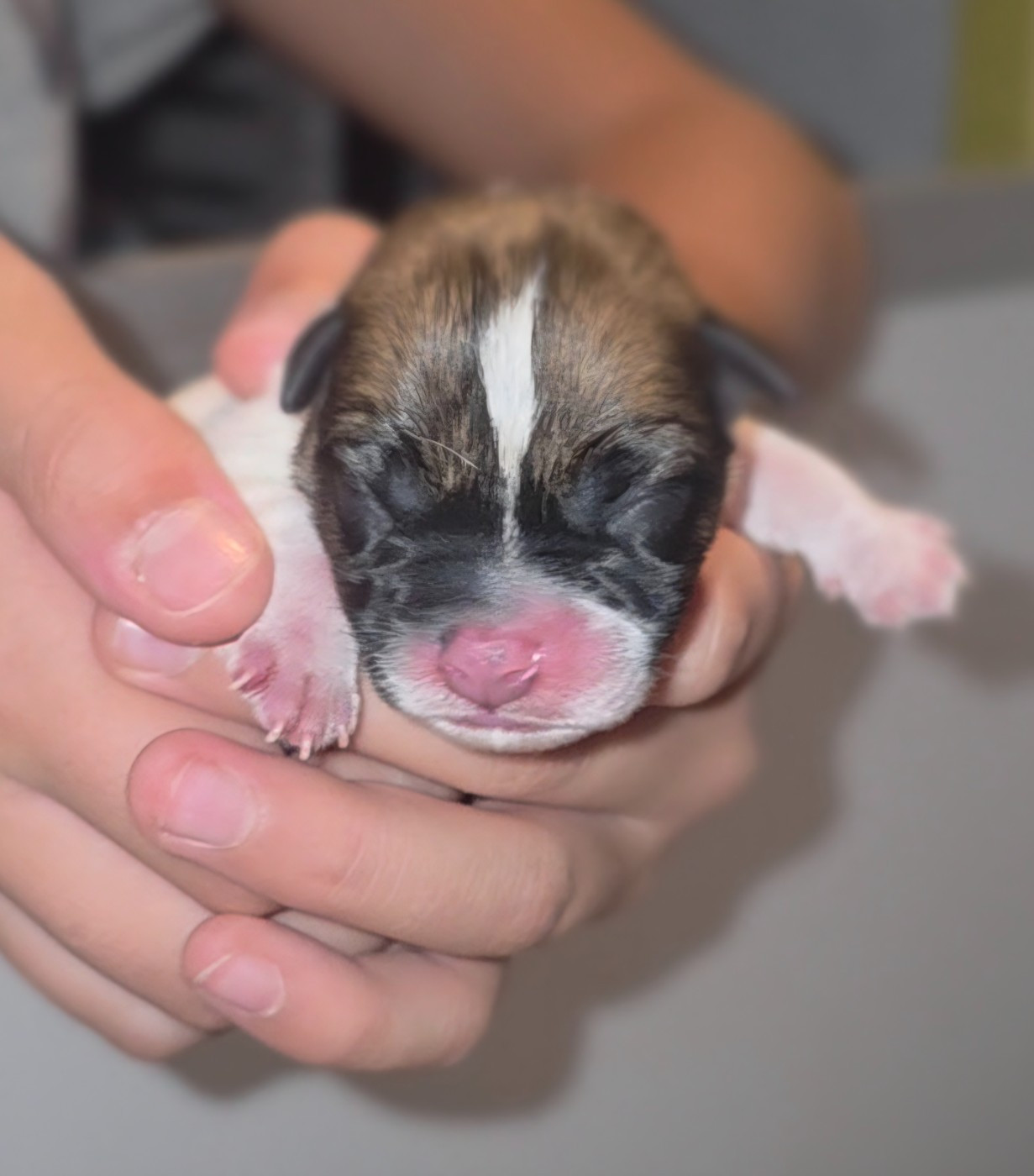 Bonnie - Jack Russell Terrier