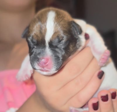 Jack Russell Terrier