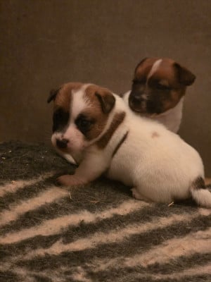 Les chiots de Jack Russell Terrier