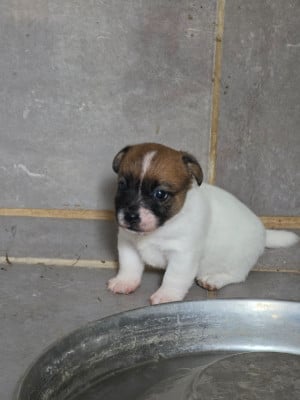 Les chiots de Jack Russell Terrier