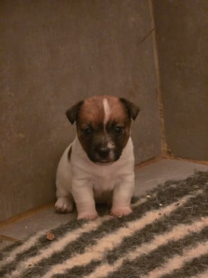 Les chiots de Jack Russell Terrier