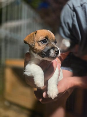Les chiots de Jack Russell Terrier