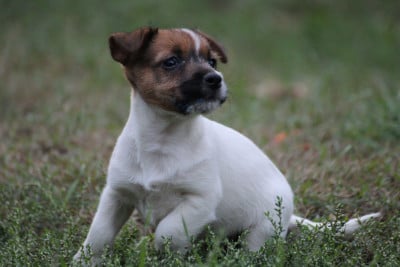 Les chiots de Jack Russell Terrier