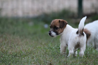 Les chiots de Jack Russell Terrier