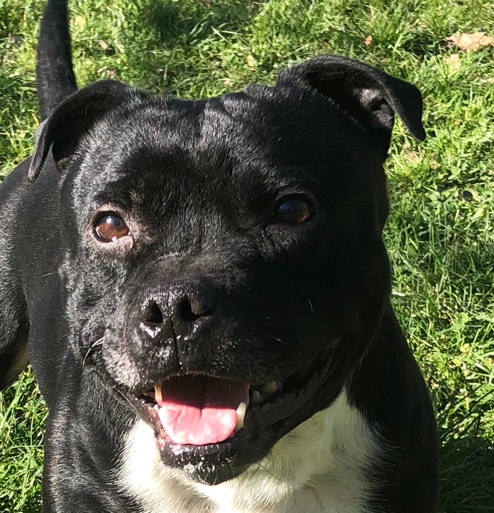 J apache lovelystaff Du Domaine Eternel