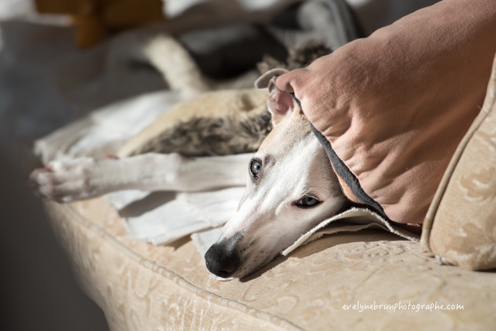 Publication : Des Rêves De Lilou Auteur : Evelyne Brun