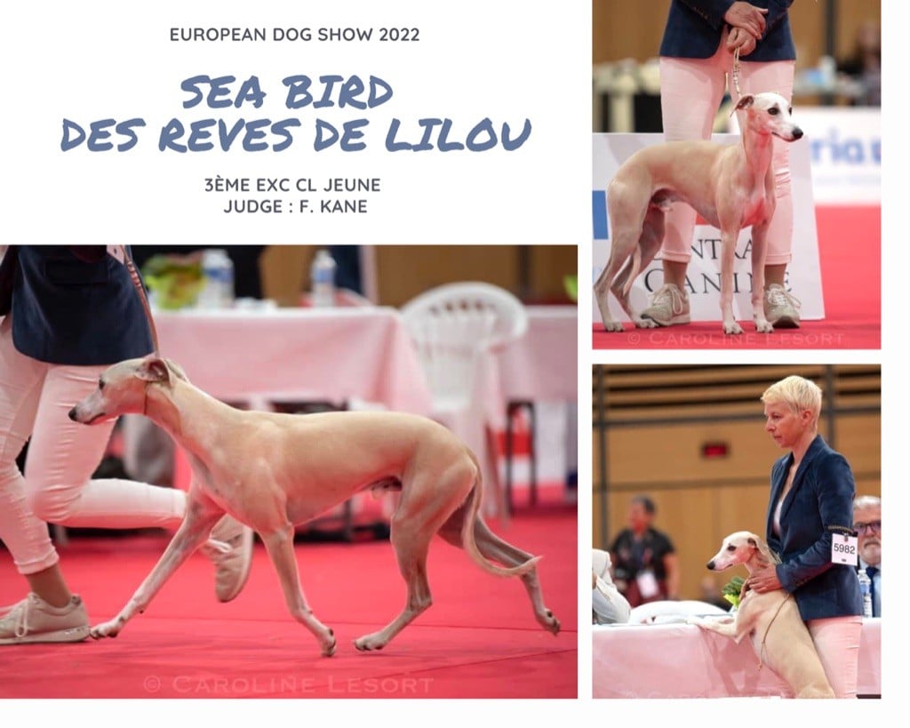 CH. Sea bird Des Rêves De Lilou