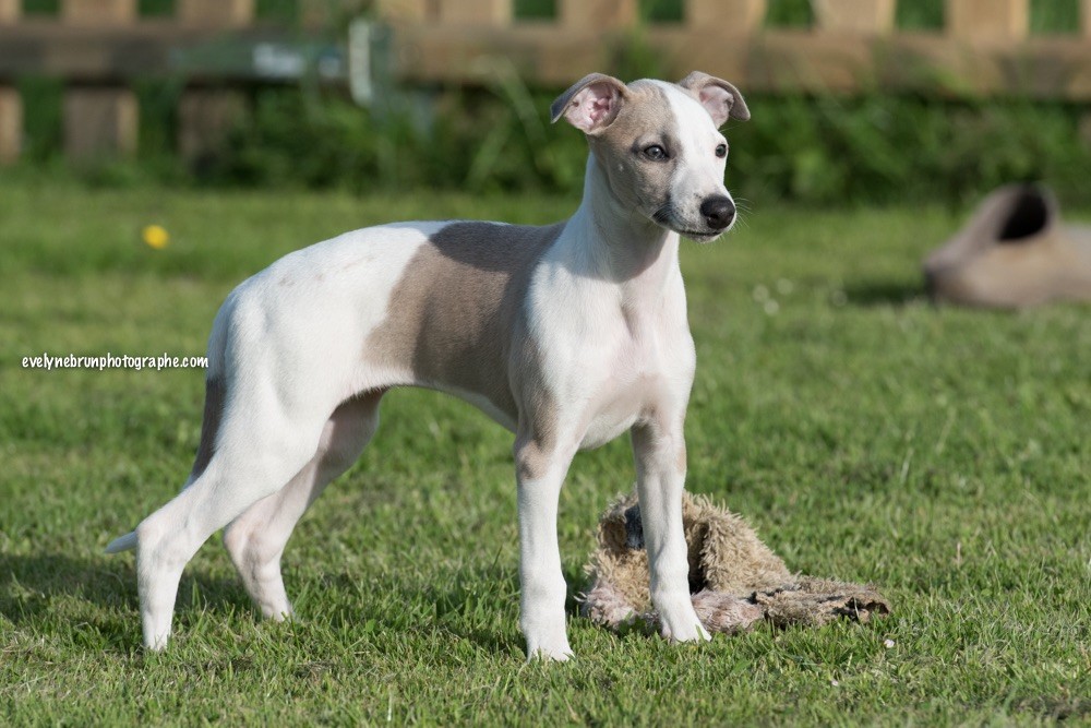 Publication : Des Rêves De Lilou Auteur : Evelyne Brun