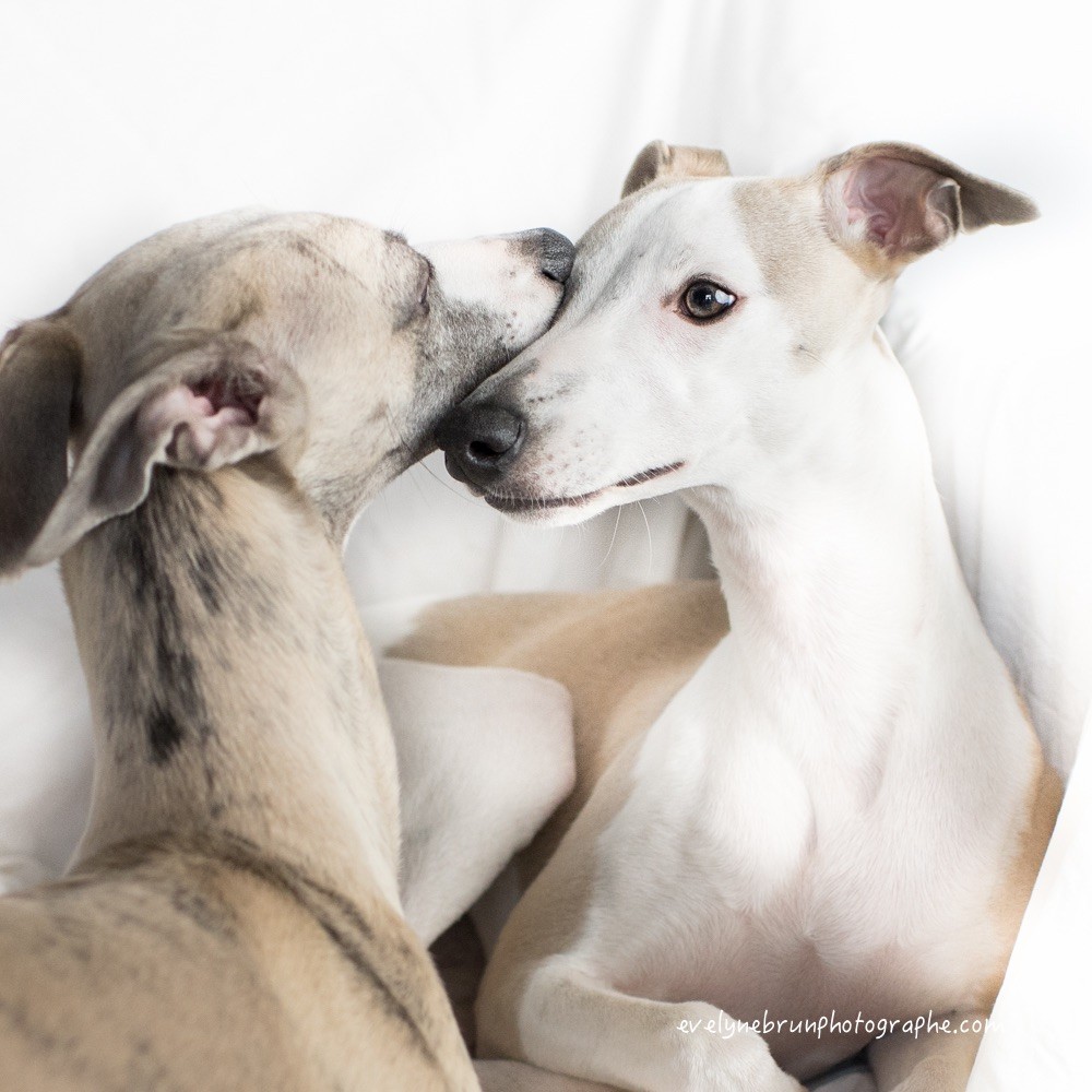 Publication : Des Rêves De Lilou Auteur : Evelyne Brun