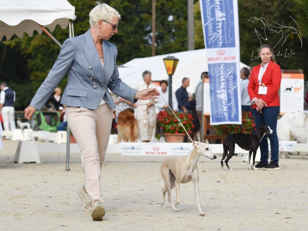 Tosca Des Rêves De Lilou