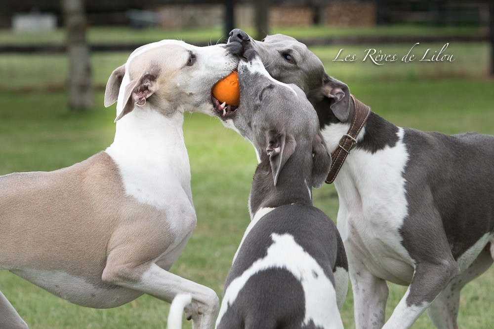 Publication : Des Rêves De Lilou Auteur : Evelyne Brun