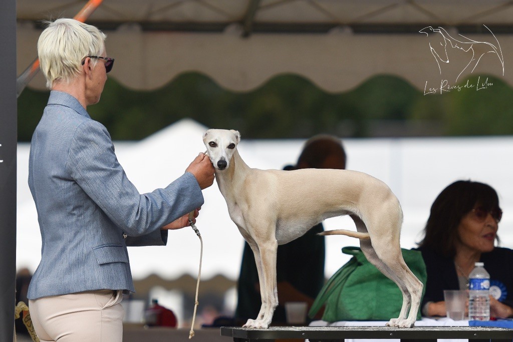 Tosca Des Rêves De Lilou