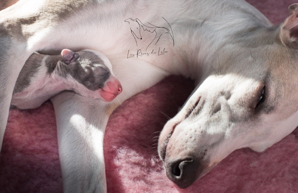 Publication : Des Rêves De Lilou Auteur : Evelyne Brun