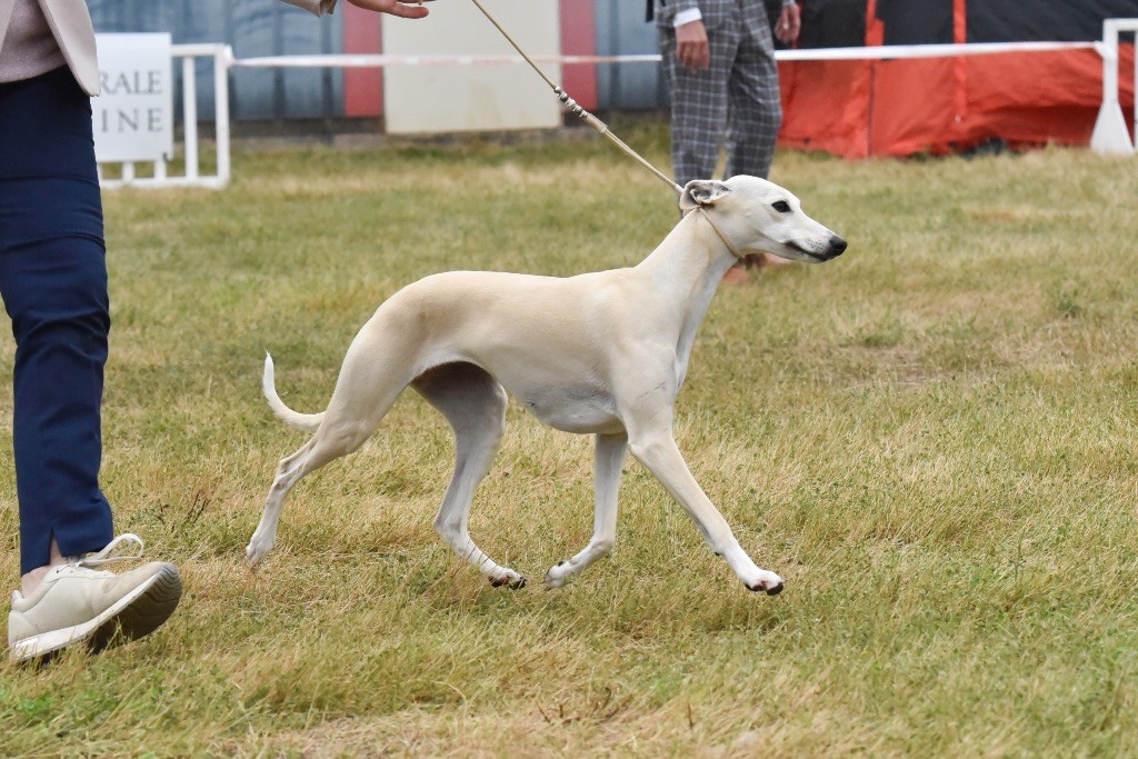 Publication : des Carmauries