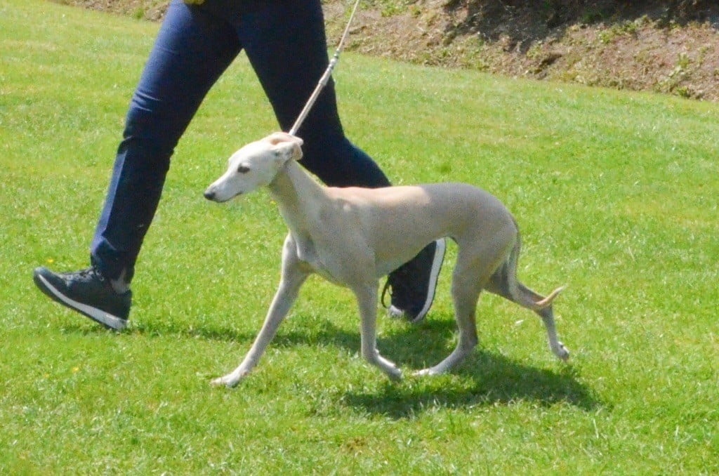 Tosca Des Rêves De Lilou