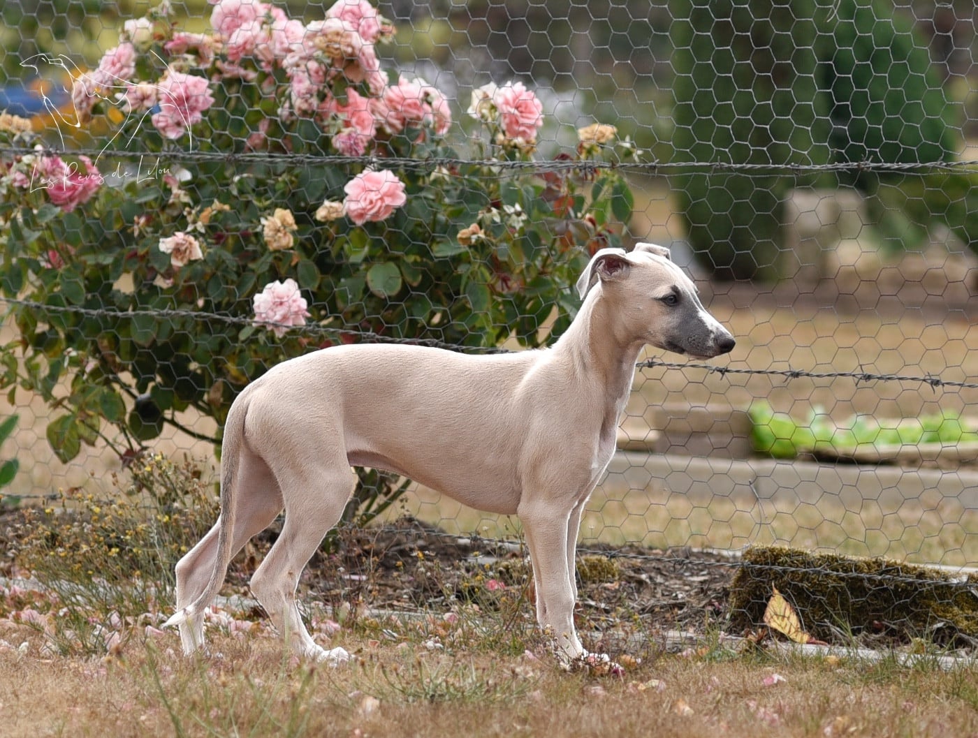 Whippet - Des Rêves De Lilou
