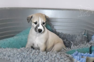 Les chiots de Whippet