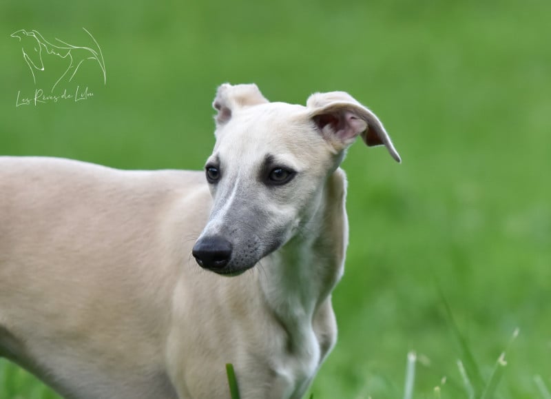 Whippet - Des Rêves De Lilou