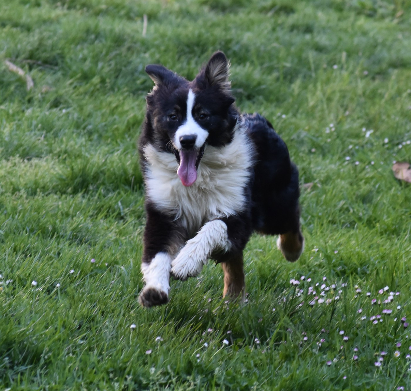 Ard Rock Deep Purple Des Fées Du Marteray