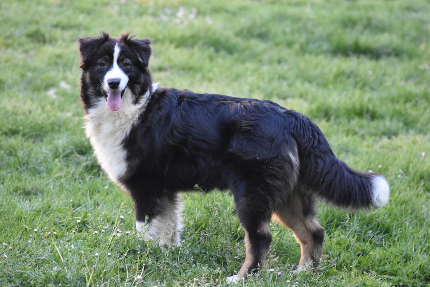 Ard Rock Deep Purple Des Fées Du Marteray