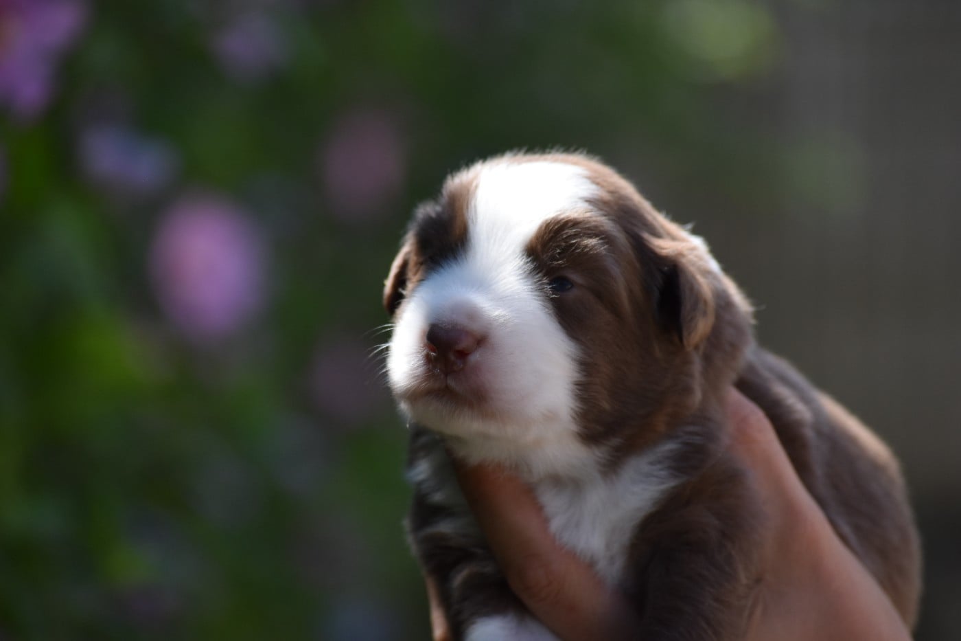 Booboo - Berger Australien