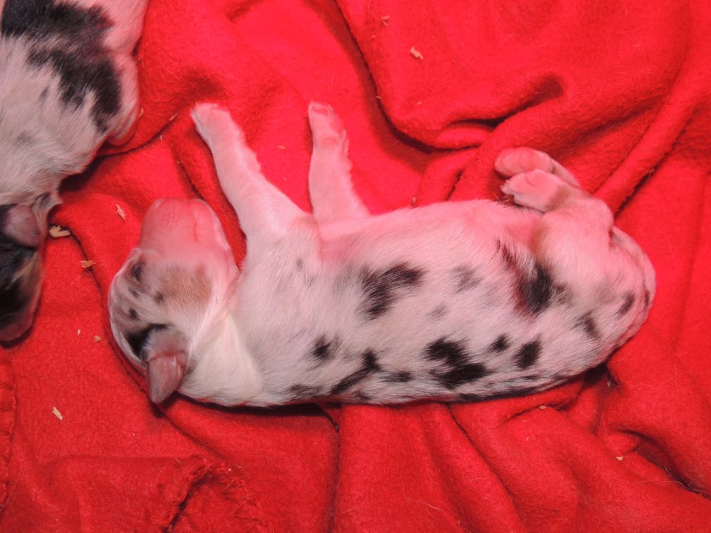 Puppy - Berger Australien