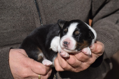 Les chiots de Berger Australien