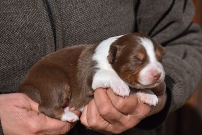 Les chiots de Berger Australien