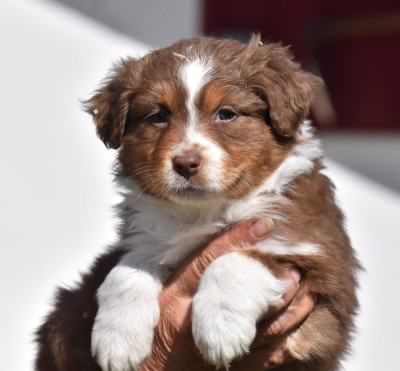 Les chiots de Berger Australien