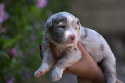 Les chiots de Berger Australien