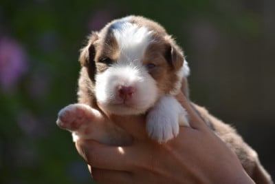Les chiots de Berger Australien